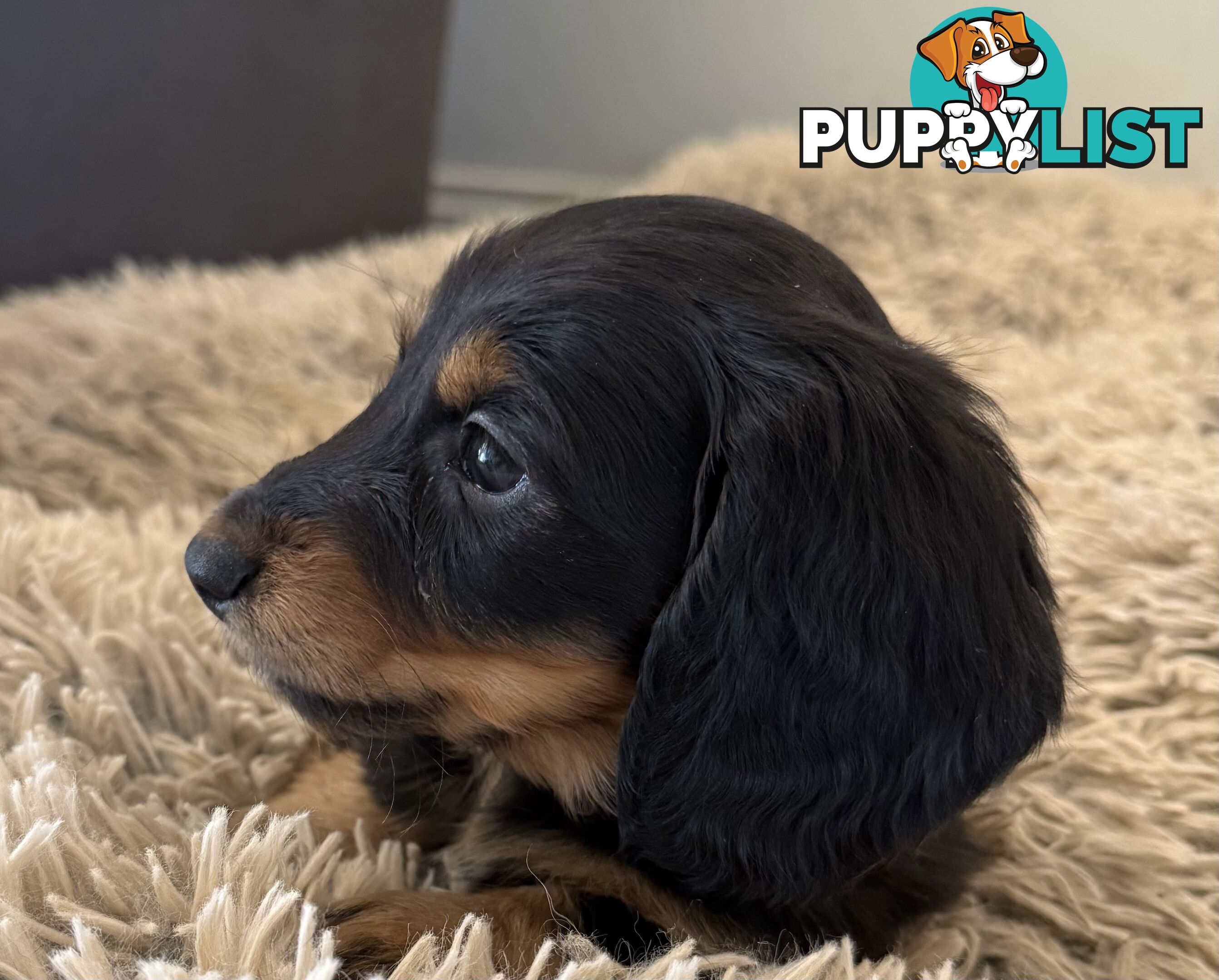 Mini dachshund pups