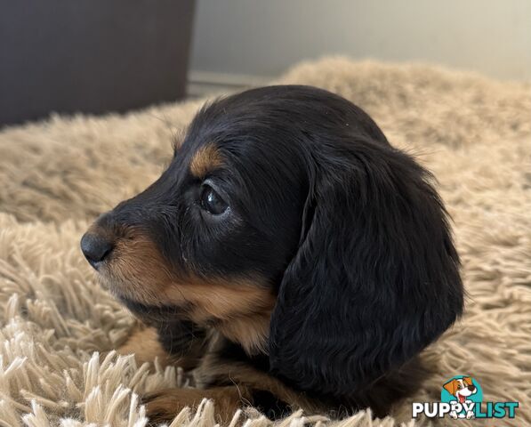 Mini dachshund pups