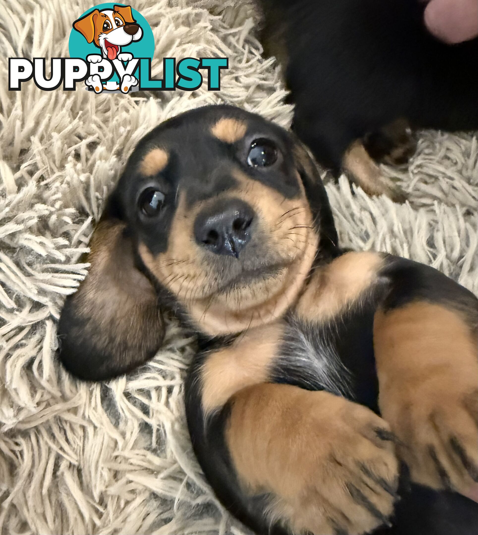 Mini dachshund pups