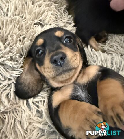 Mini dachshund pups