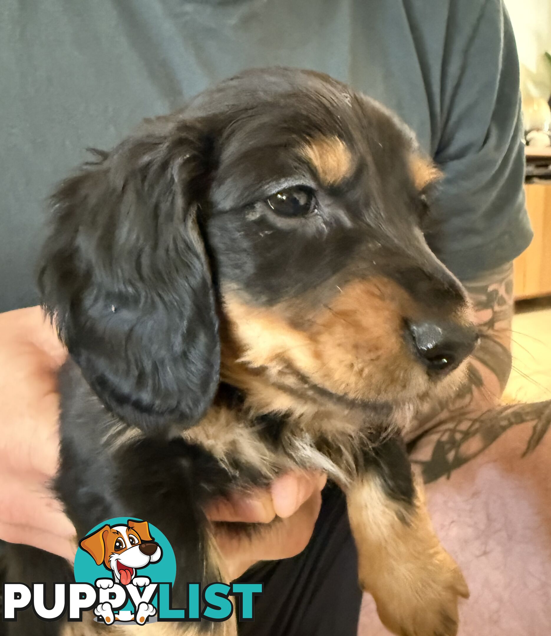 Mini dachshund pups