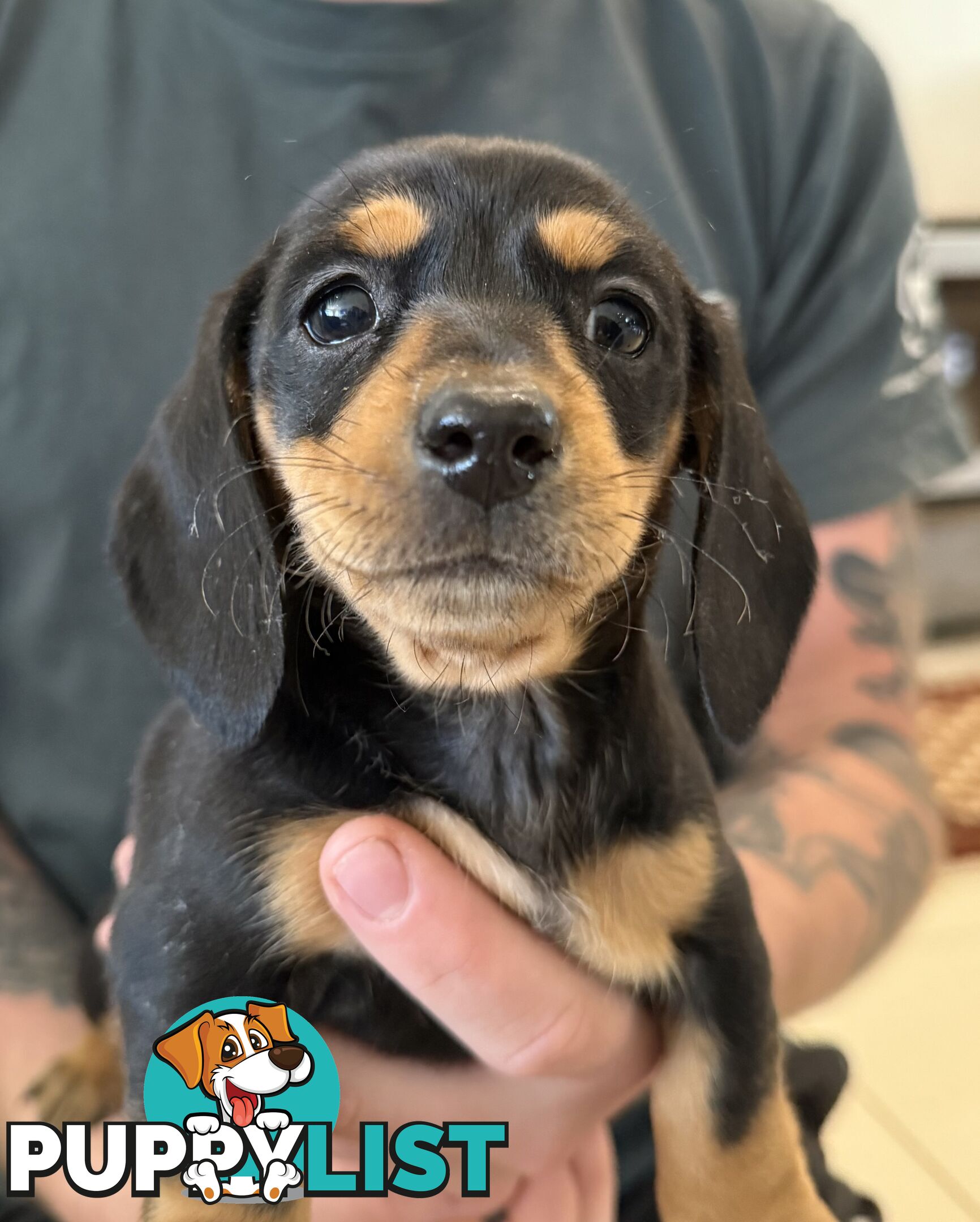 Mini dachshund pups