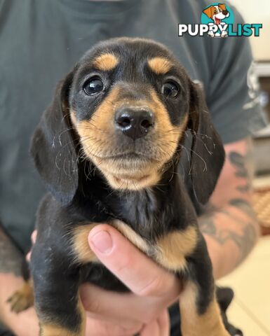 Mini dachshund pups