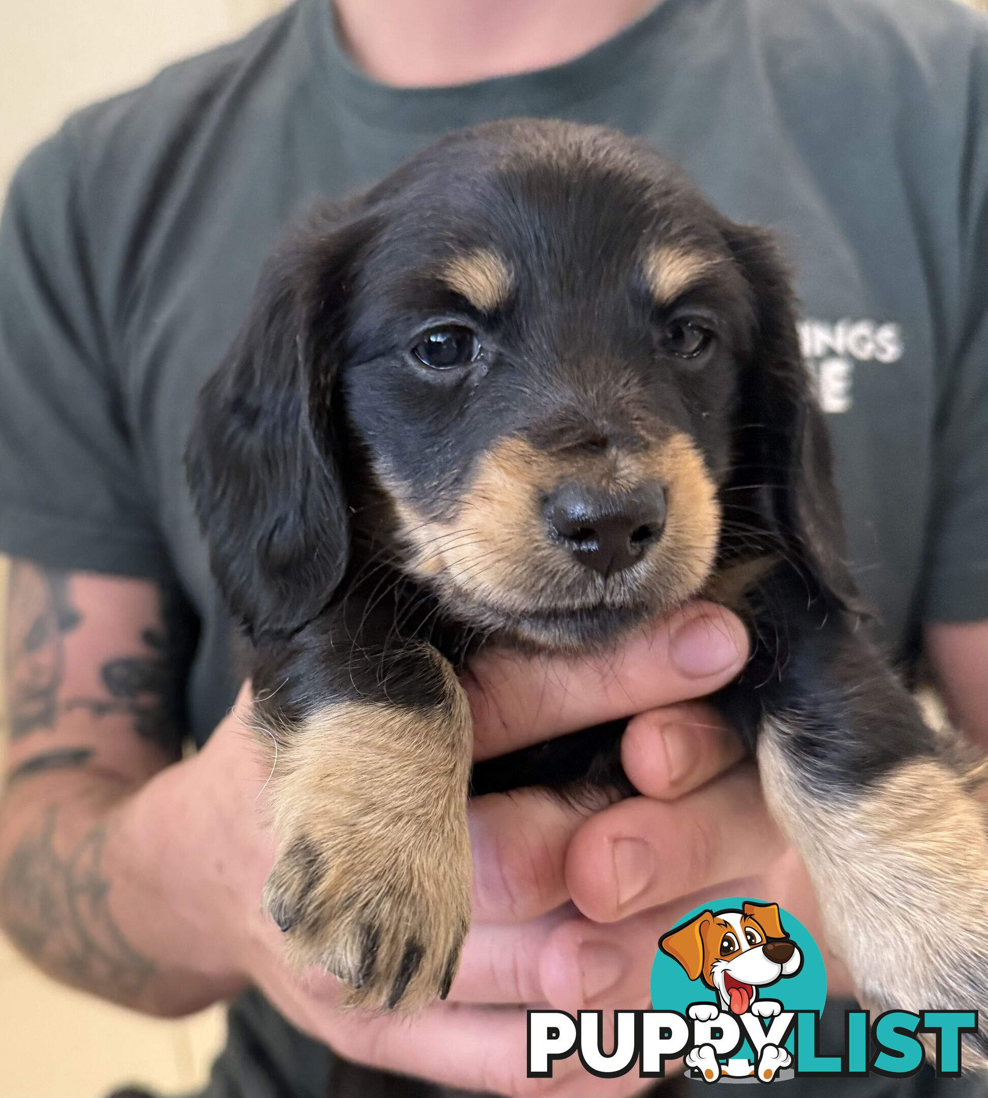 Mini dachshund pups