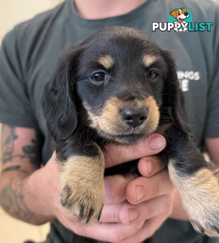 Mini dachshund pups