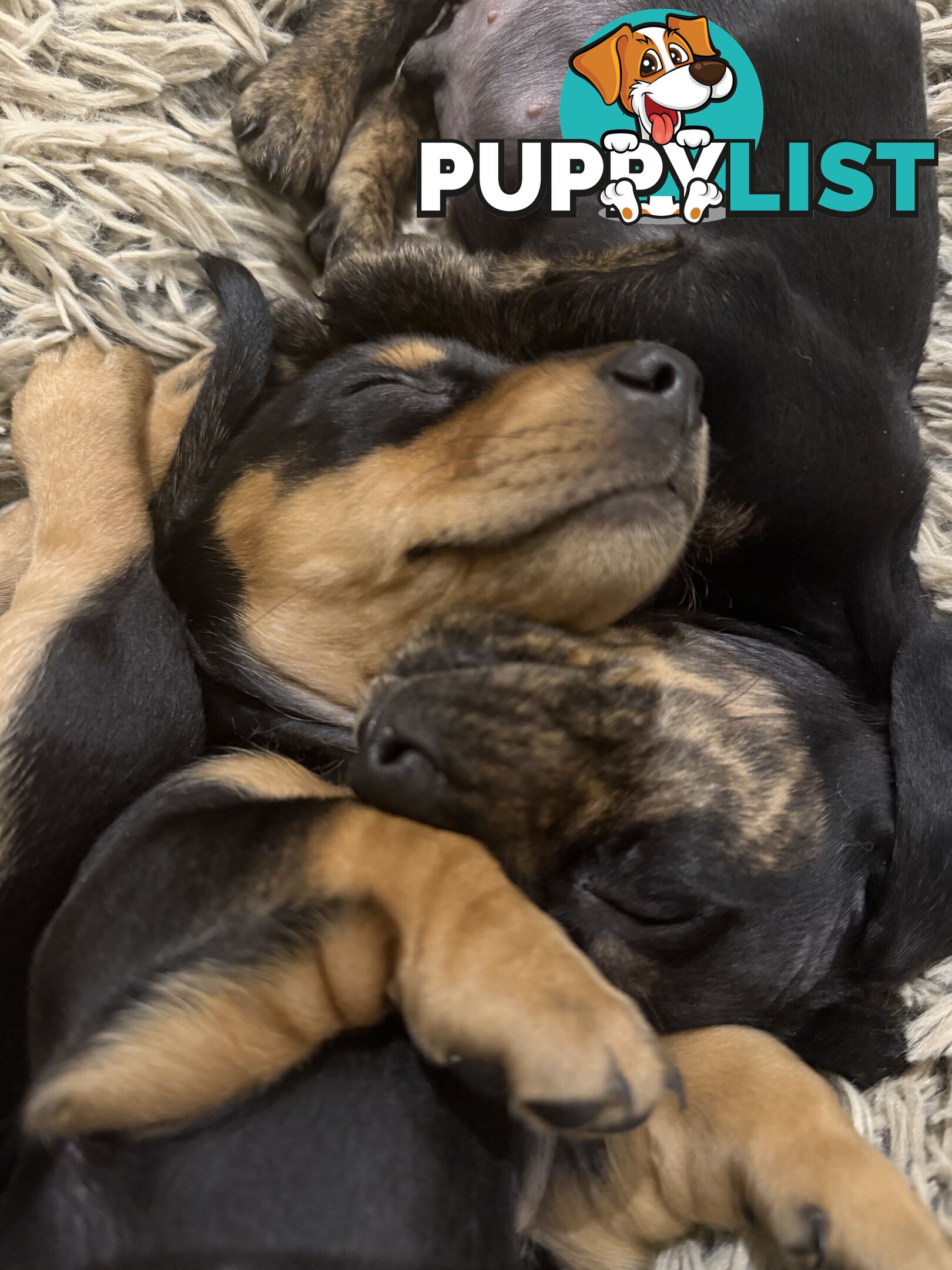 Mini dachshund pups
