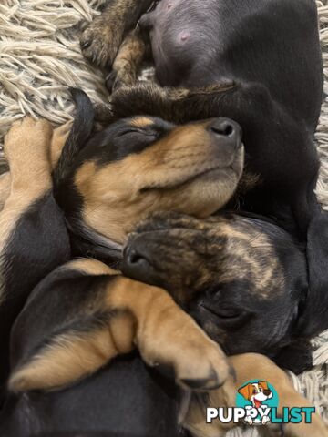 Mini dachshund pups