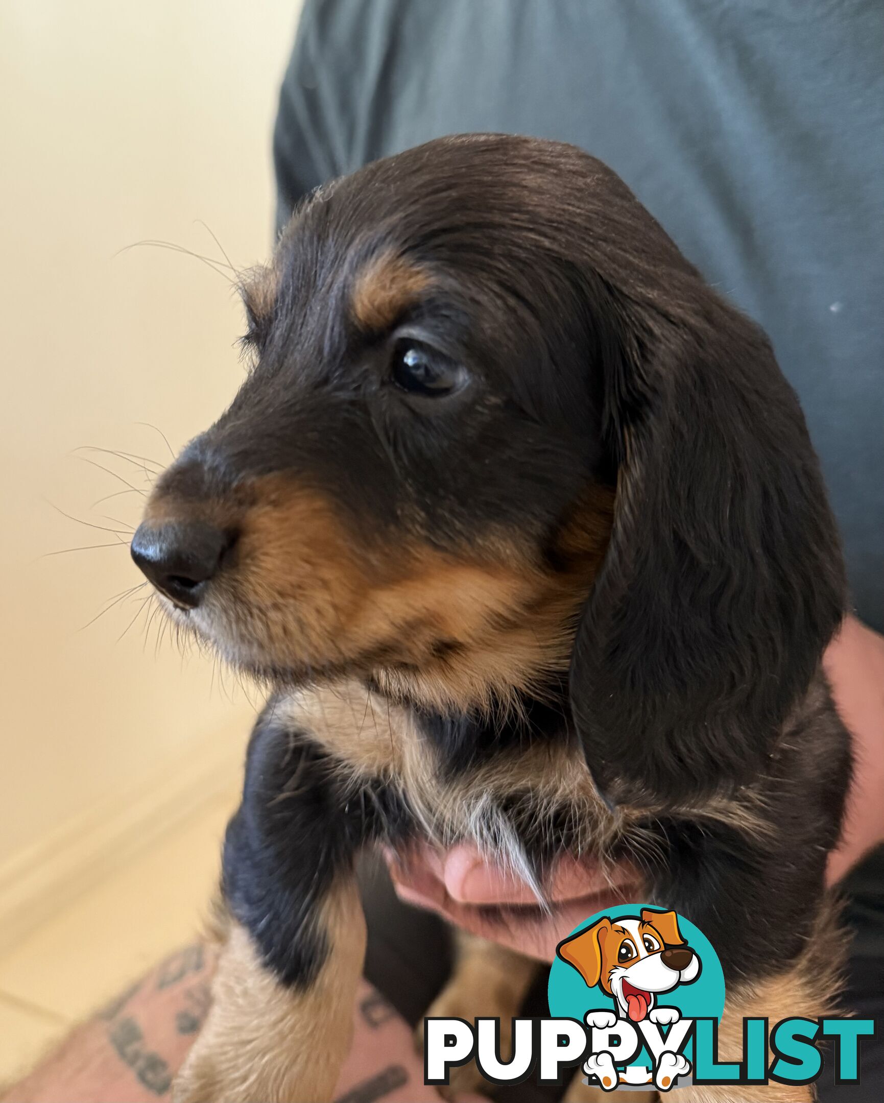 Mini dachshund pups