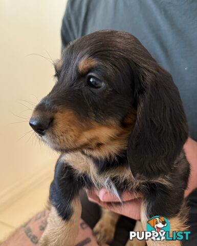 Mini dachshund pups