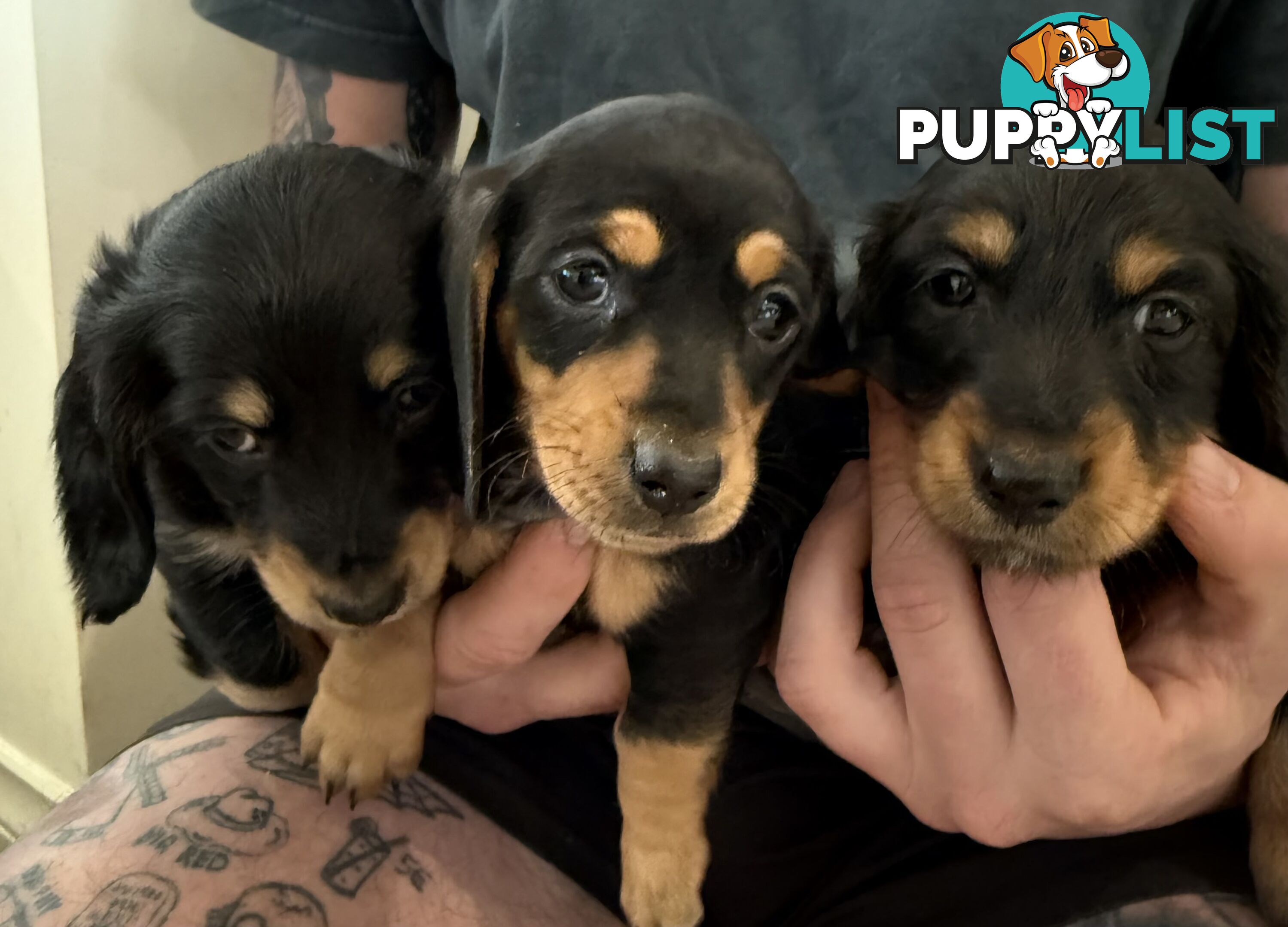 Mini dachshund pups
