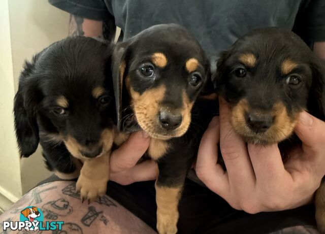 Mini dachshund pups