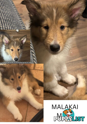 Rough Collie Puppies (Lassie)