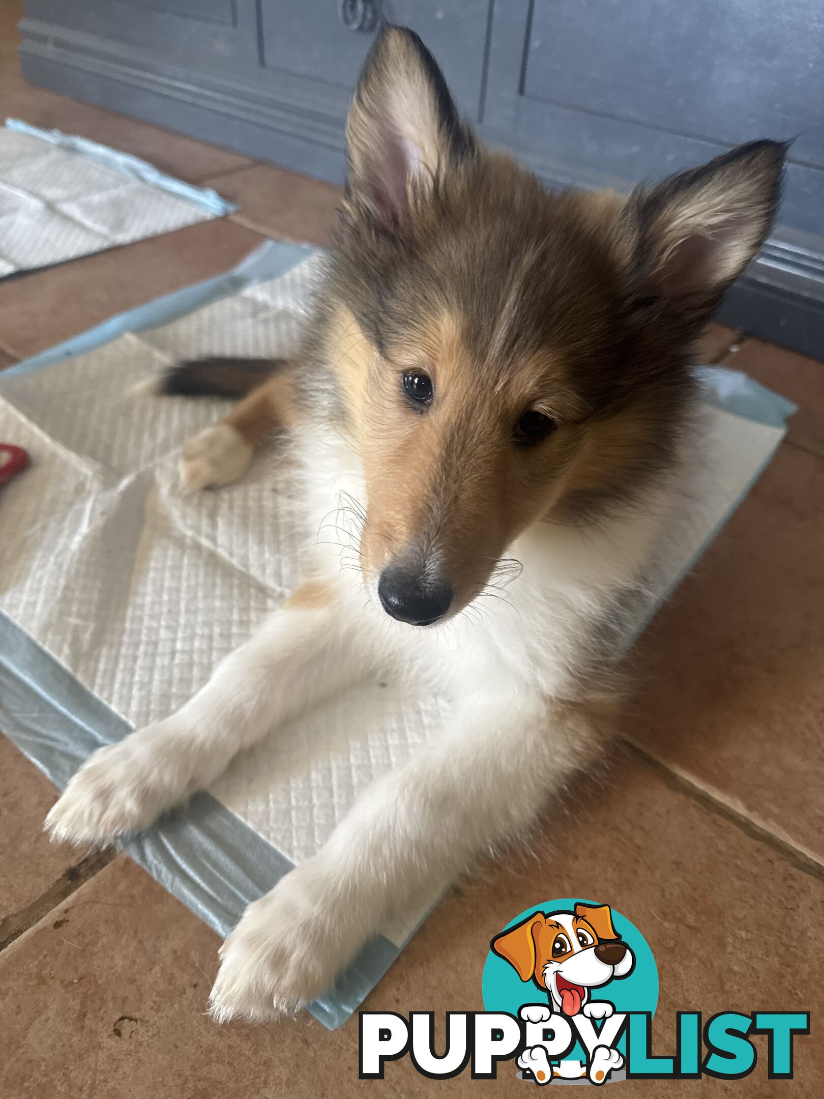 Rough Collie Puppies (Lassie)