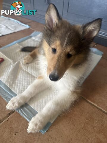 Rough Collie Puppies (Lassie)