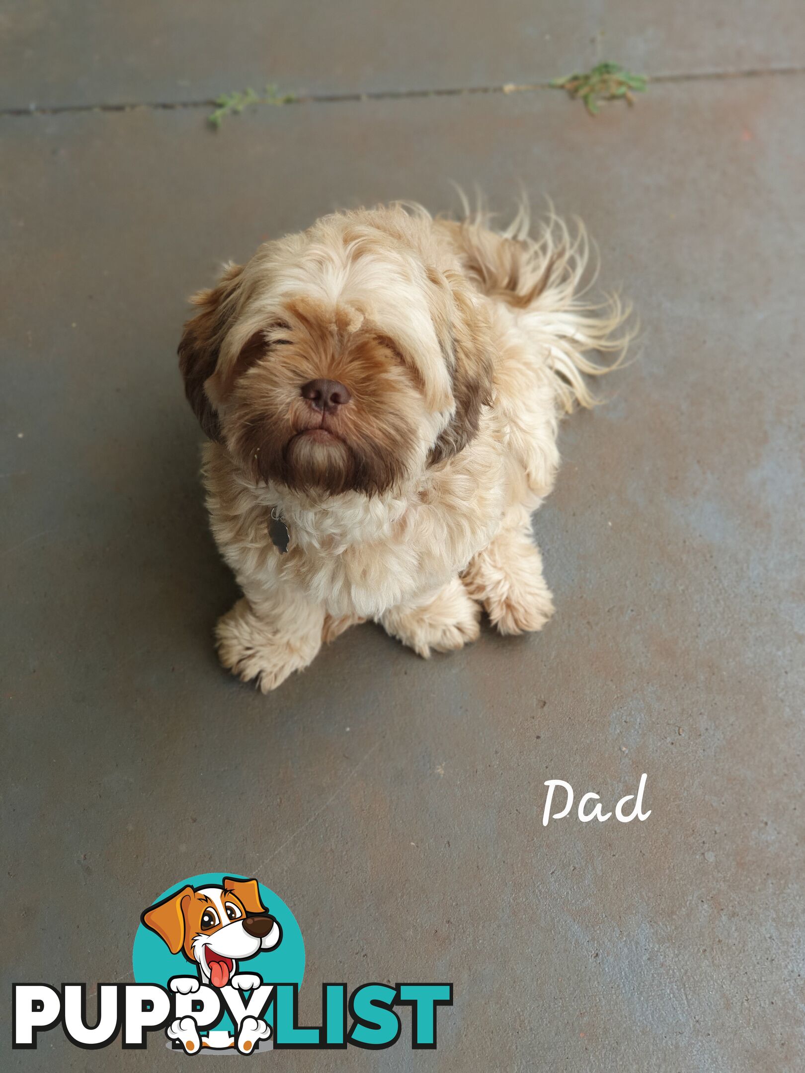 Purebred Liver Shihtzu