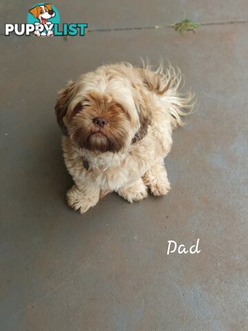 Purebred Liver Shihtzu