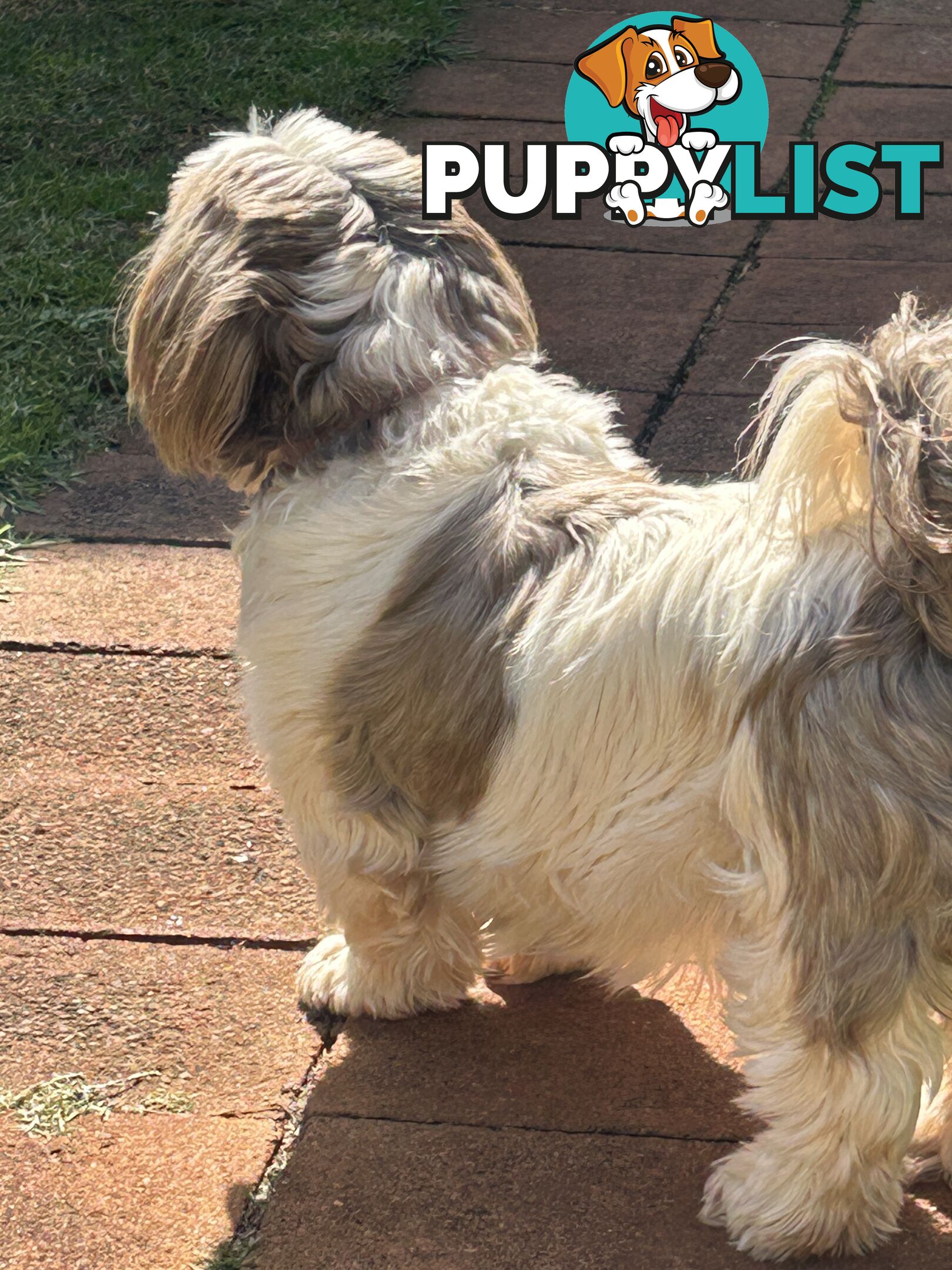 Purebred Liver Shihtzu