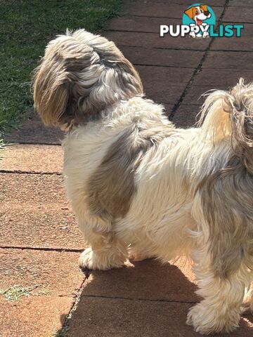 Purebred Liver Shihtzu