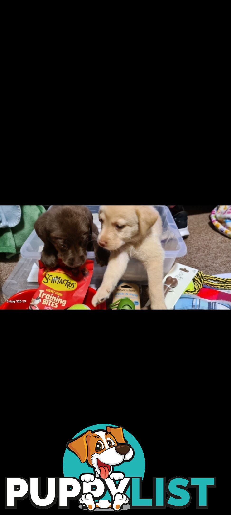 Labrador puppies Chocolate x 3 . 1 Golden Female