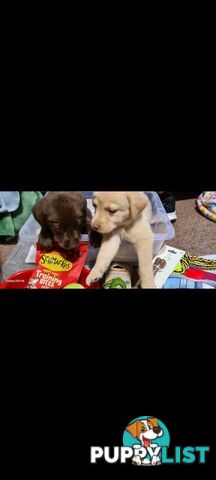 Labrador puppies Chocolate x 3 . 1 Golden Female