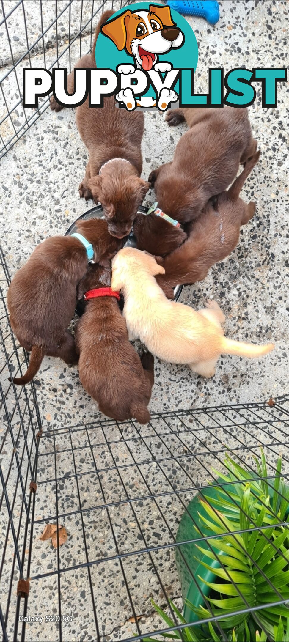 Labrador puppies Chocolate x 3 . 1 Golden Female