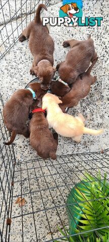 Labrador puppies Chocolate x 3 . 1 Golden Female