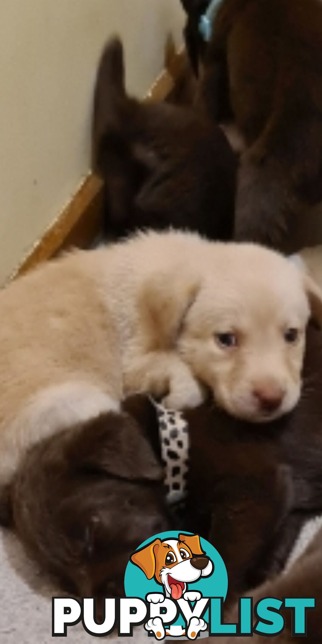 Labrador puppies Chocolate x 3 . 1 Golden Female