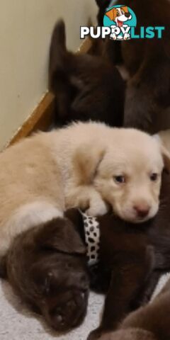 Labrador puppies Chocolate x 3 . 1 Golden Female