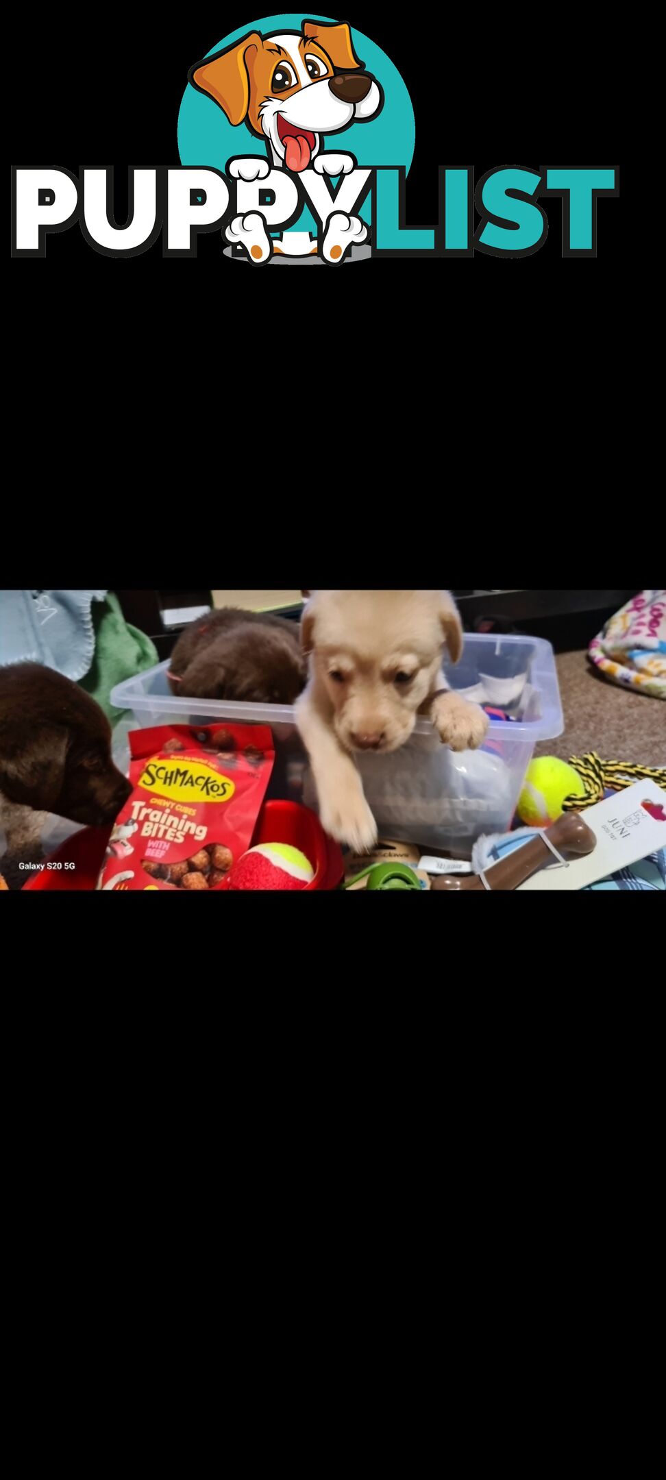 Labrador puppies Chocolate x 3 . 1 Golden Female