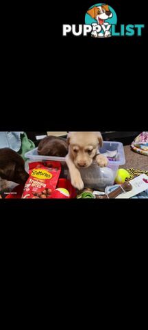 Labrador puppies Chocolate x 3 . 1 Golden Female