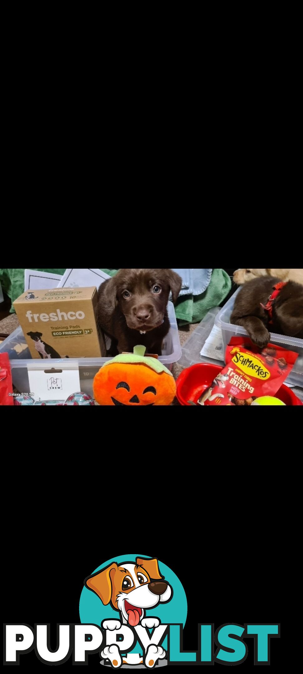 Labrador puppies Chocolate x 3 . 1 Golden Female