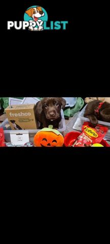 Labrador puppies Chocolate x 3 . 1 Golden Female