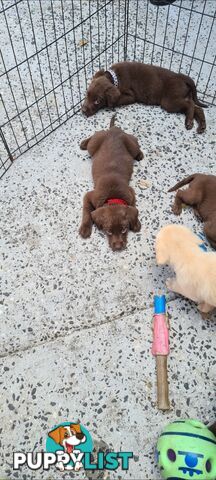 Labrador puppies Chocolate x 1male remaining only