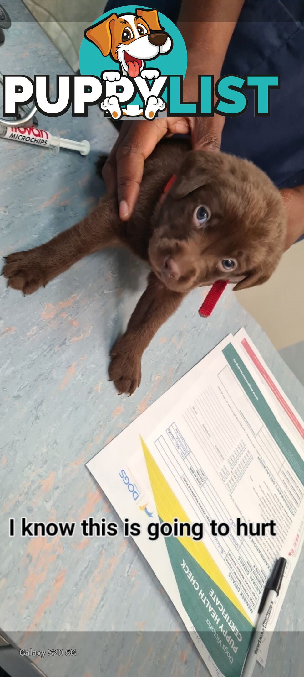 Labrador puppies Chocolate x 3 . 1 Golden Female