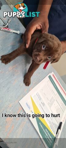 Labrador puppies Chocolate x 3 . 1 Golden Female