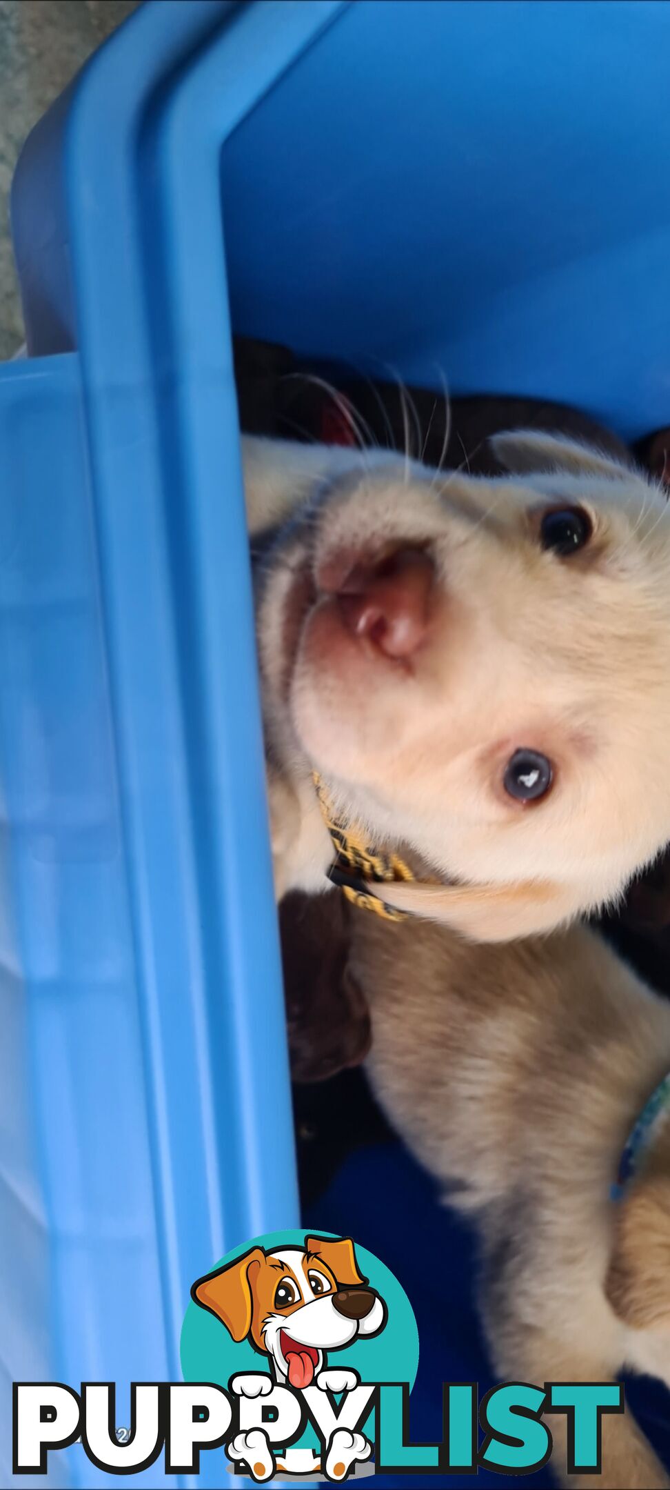 Labrador puppies Chocolate x 3 . 1 Golden Female