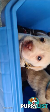 Labrador puppies Chocolate x 3 . 1 Golden Female