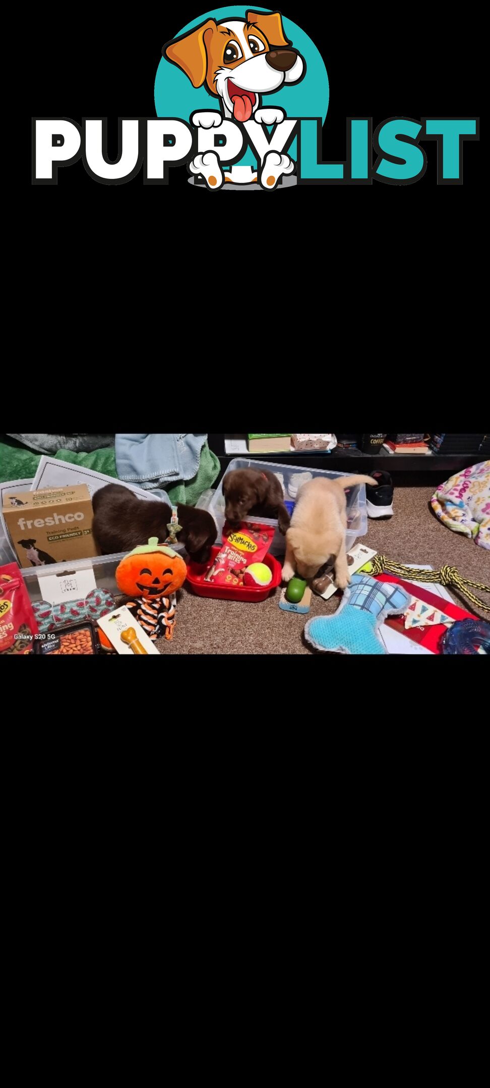 Labrador puppies Chocolate x 3 . 1 Golden Female