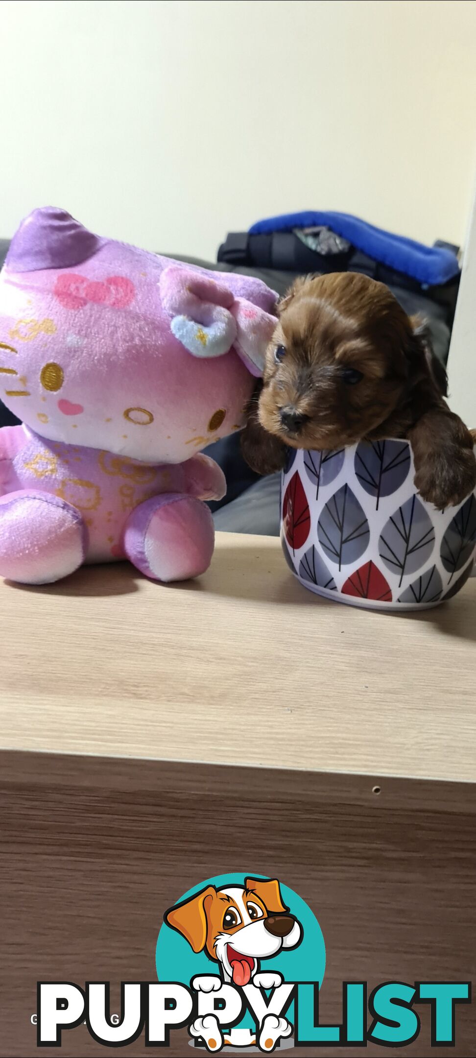 Tiny Genuine Teacup poodles