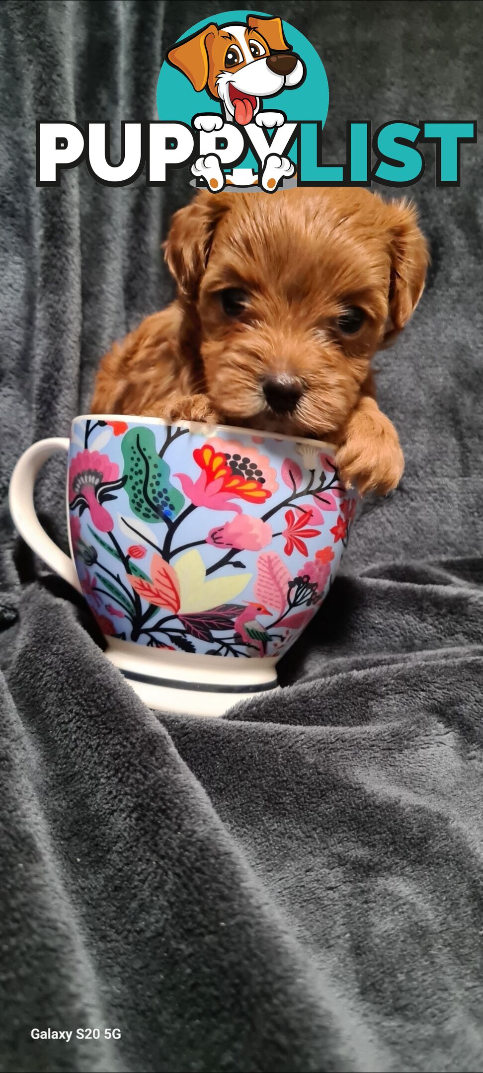 Tiny Genuine Teacup poodles