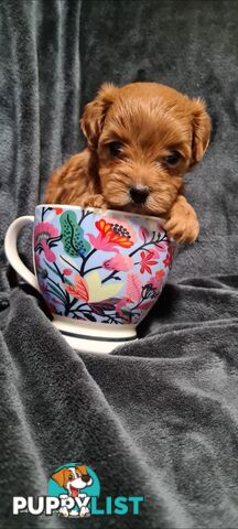 Tiny Genuine Teacup poodles