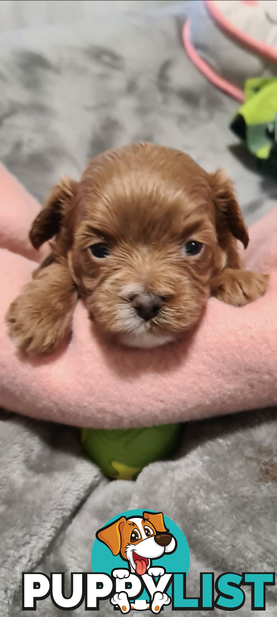 Tiny Genuine Teacup poodles