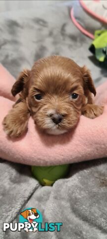 Tiny Genuine Teacup poodles