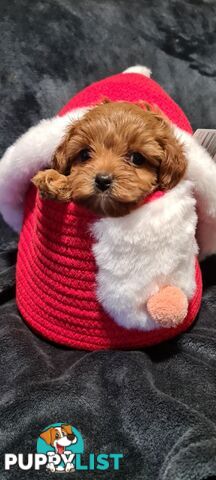 Tiny Genuine Teacup poodles