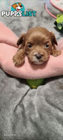 Tiny Genuine Teacup poodles