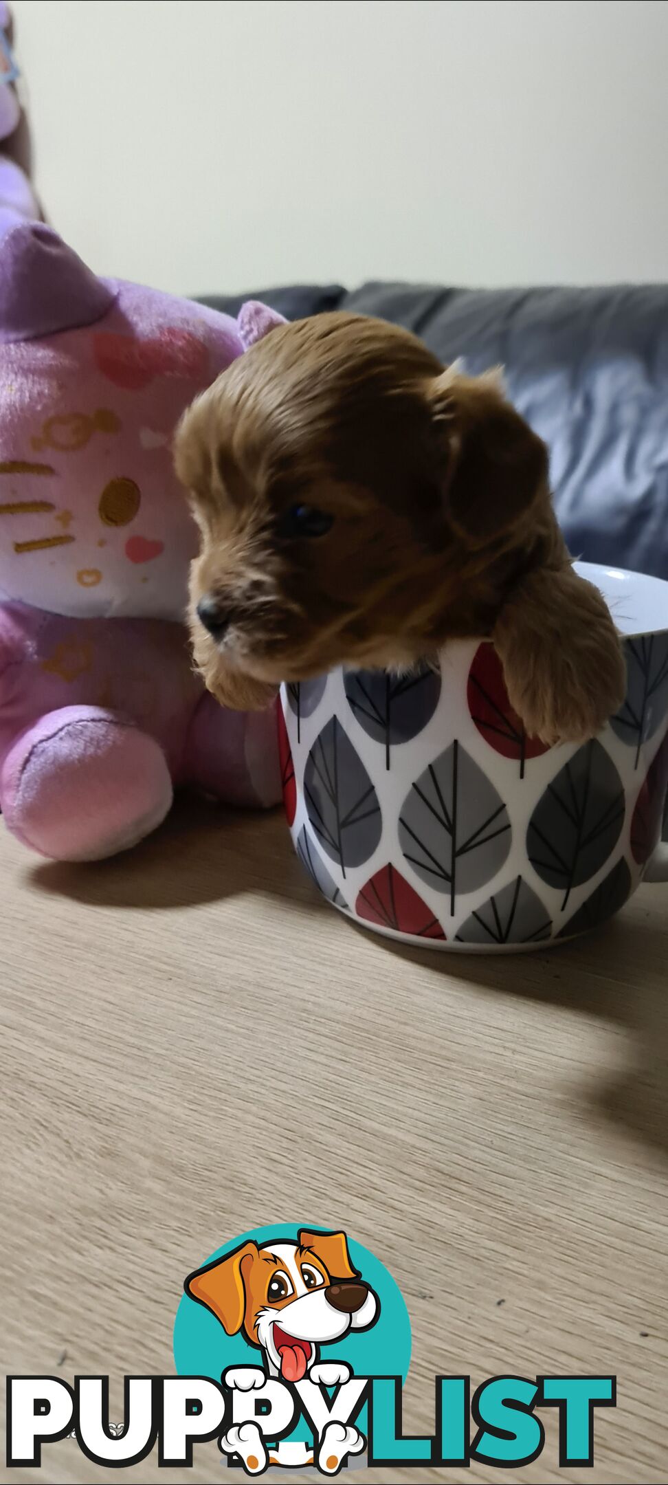 Tiny Genuine Teacup poodles