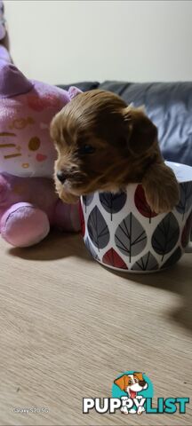 Tiny Genuine Teacup poodles