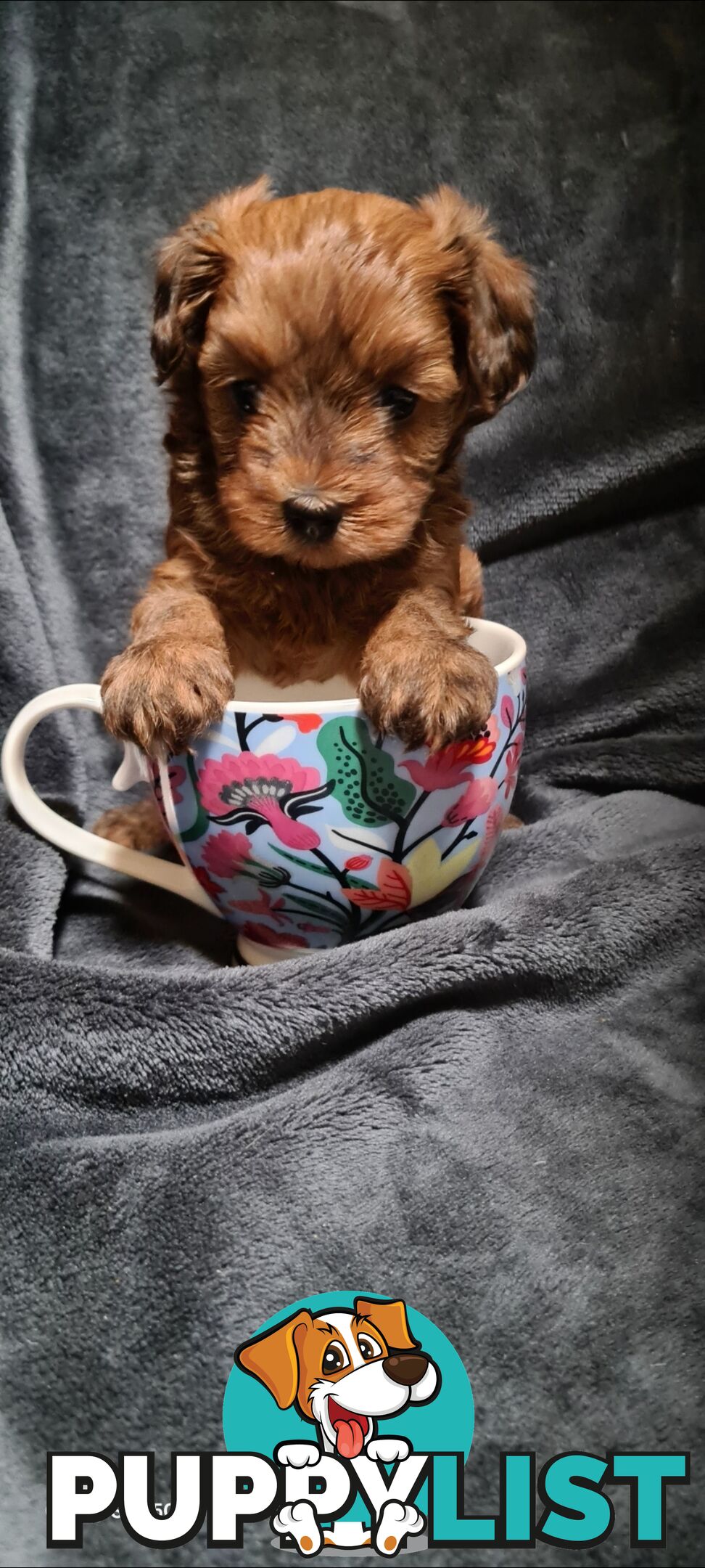 Tiny Genuine Teacup poodles