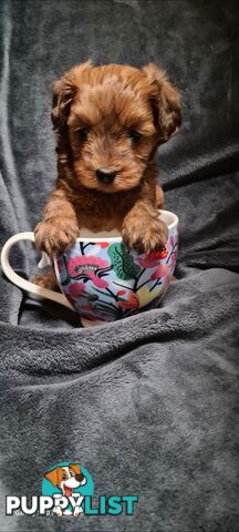 Tiny Genuine Teacup poodles