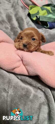 Tiny Genuine Teacup poodles